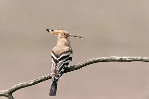 Epops: Eurasian Hoopoe
