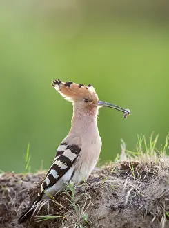 Epops: Eurasian Hoopoe