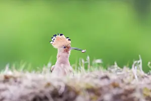 Epops: Eurasian Hoopoe