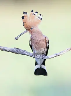 Epops: Eurasian Hoopoe
