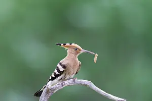 Epops: Eurasian Hoopoe