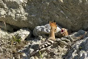 Lleida: Eurasian Hoopoe
