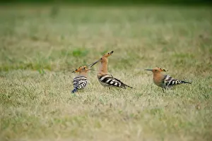 Epops: Eurasian Hoopoe