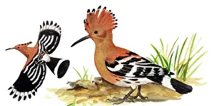 Epops: Eurasian Hoopoe