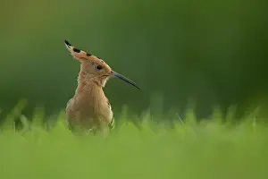 Epops: Eurasian Hoopoe