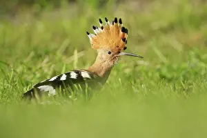 Epops: Eurasian Hoopoe