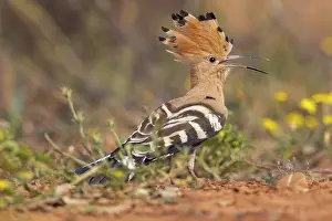Dehesa: Eurasian hoopoe