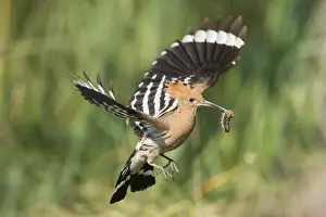 Epops: Eurasian Hoopoe - adult bird in flight - Germany
