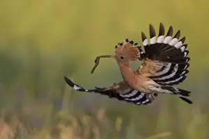 Epops: Eurasian Hoopoe - adult bird in flight - Germany