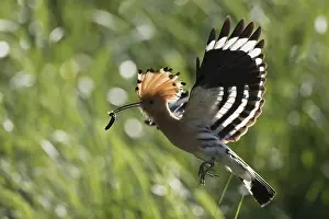 Crests: Eurasian Hoopoe - adult bird in flight - Germany
