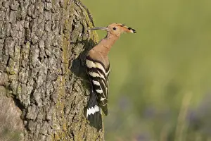 Epops: Eurasian Hoopoe - adult bird iat nest cavity - Germany