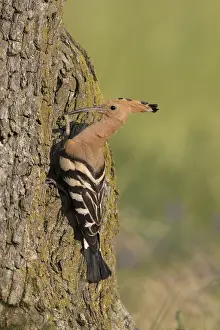 Epops: Eurasian Hoopoe - adult bird iat nest cavity - Germany