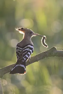Hoopoes: Eurasian Hoopoe - adult bird perched on a brench