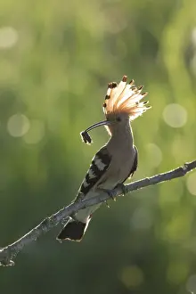 Epops: Eurasian Hoopoe - adult bird perched on a brench