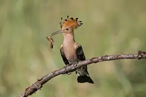 Epops: Eurasian Hoopoe - adult bird perched on a brench