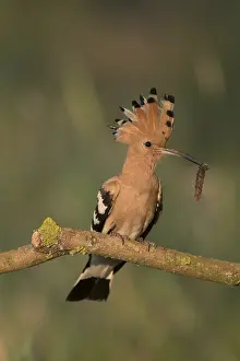 Crests: Eurasian Hoopoe - adult bird perched on a brench