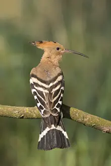 Hoopoes: Eurasian Hoopoe - adult bird perched on a brench - Germany