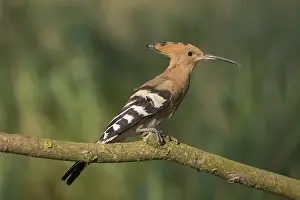 Crests: Eurasian Hoopoe - adult bird perched on a brench - Germany