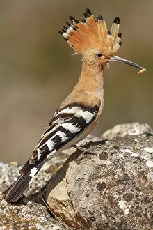 Crests: Eurasian Hoopoe perched with food on beak Castilla La Ma