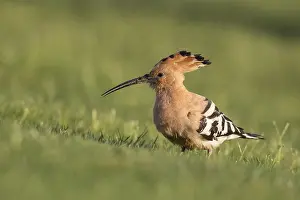 Golf: Eurasian Hoopoe (Upupa epops) foraging on golf