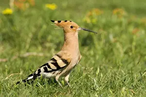 Epops: Eurasian Hoopoe (Upupa epops), Hungary