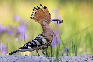 Eats: Eurasian Hoopoe (Upupa epops) perched on the ground with food in beak