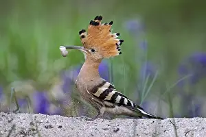 Eats: Eurasian Hoopoe (Upupa epops) perched on the ground with food in beak