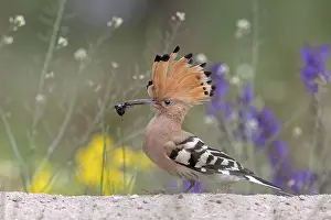 Eats: Eurasian Hoopoe (Upupa epops) perched on the ground with insect in beak