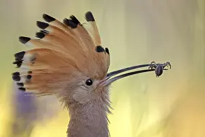 Spiders: Eurasian Hoopoe (Upupa epops) with a spider in its beak