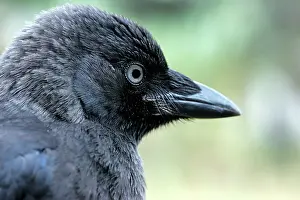 Jackdaws: Eurasian Jackdaw