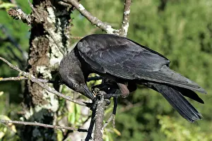 Jackdaws: Eurasian Jackdaw