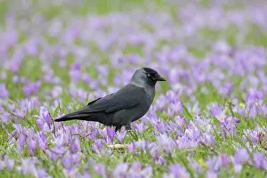 Crow: Eurasian Jackdaw