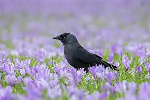 Crow: Eurasian Jackdaw
