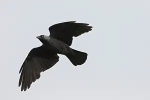 Crow: Eurasian Jackdaw - adult bird in flight - Germany