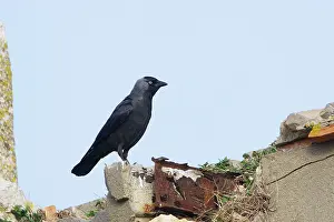 Jackdaw: Eurasian Jackdaw - Camargue - France