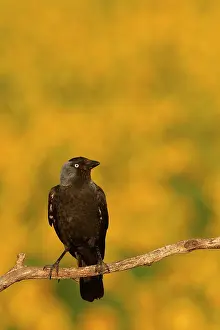Jackdaw: Eurasian Jackdaw (Corvus monedula) on branch and