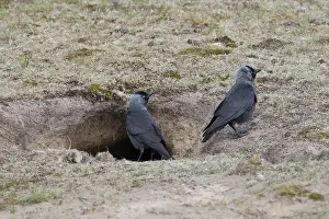 Jackdaw: Eurasian Jackdaw - couple in front of a rabbit burrow