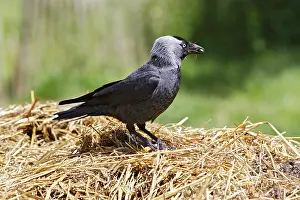 Jackdaws: Eurasian Jackdaw - looking for food
