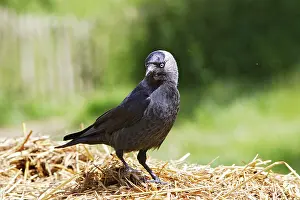 Jackdaws: Eurasian Jackdaw - looking for food