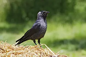 Jackdaws: Eurasian Jackdaw - looking for food