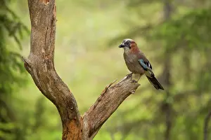 Primary: Eurasian Jay