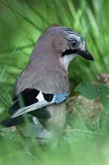 Burying: Eurasian Jay