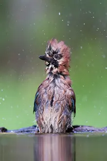 Kiskunsgi: Eurasian Jay
