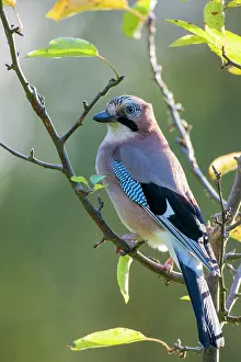 Ashdown: Eurasian Jay