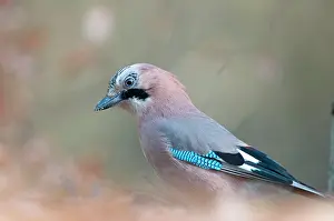 Gooi: Eurasian Jay
