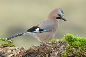 Kampen: Eurasian Jay