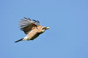 Acorn: Eurasian Jay