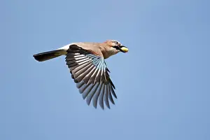 Acorn: Eurasian Jay