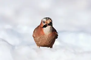 Glandarius: Eurasian Jay