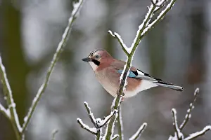 Glandarius: Eurasian Jay